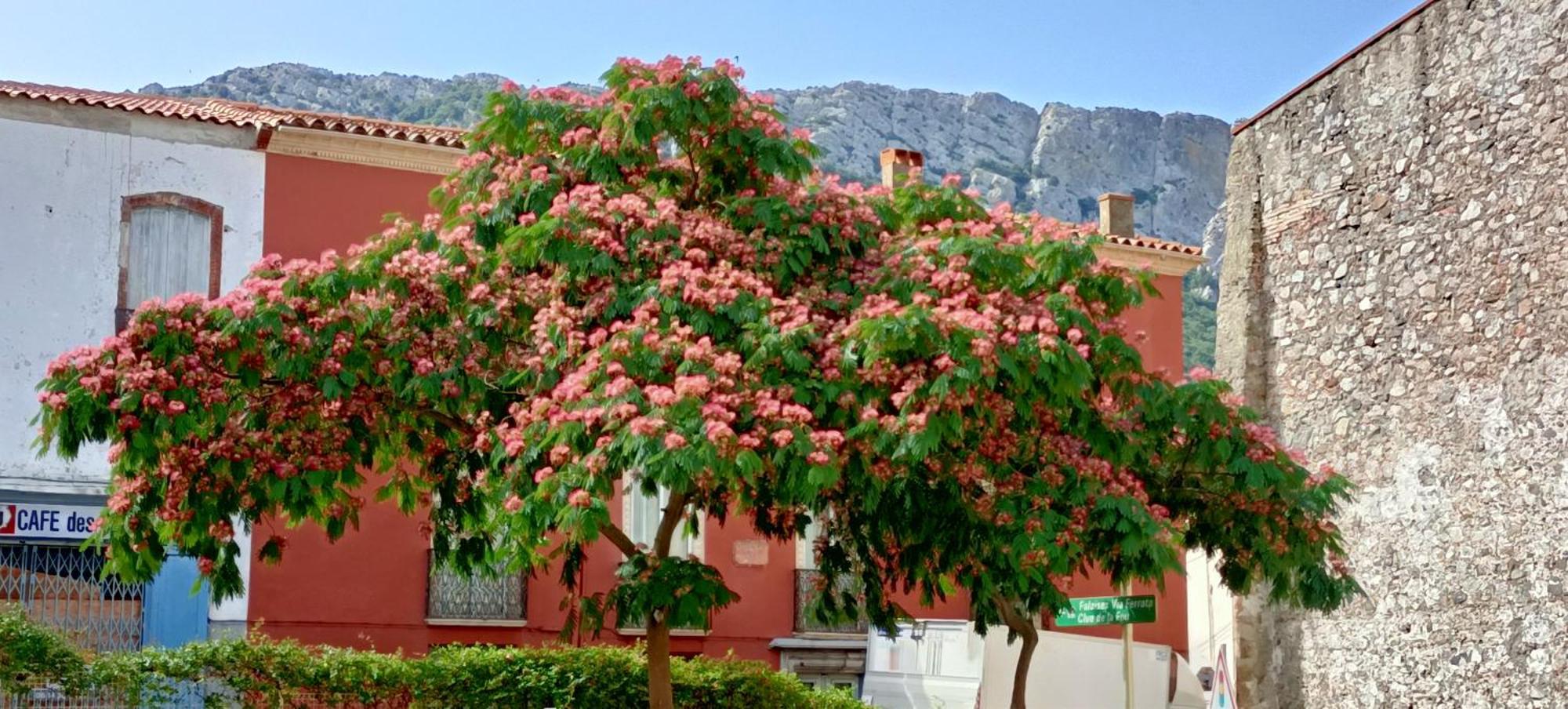 Comme A La Maison Bed and Breakfast Saint-Paul-de-Fenouillet Buitenkant foto